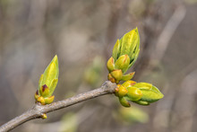 Buds Are Blooming During Spring