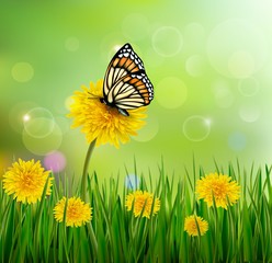 Poster - Green summer background with dandelions and a butterfly. Vector.