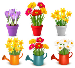 Poster - Collection of spring and summer colorful flowers in pots