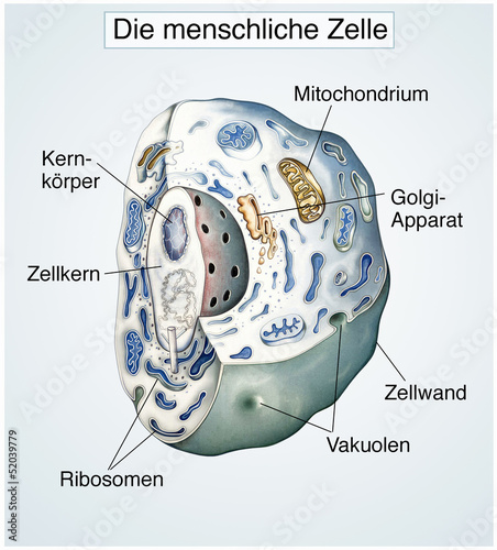 Die Menschliche Zelle Gesund Buy This Stock Illustration And Explore Similar Illustrations At Adobe Stock Adobe Stock