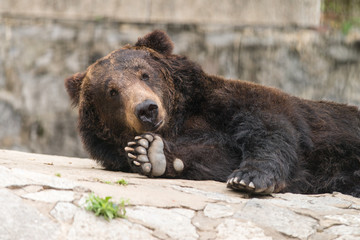 smile bear