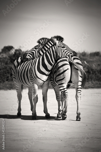 zebra-milosc
