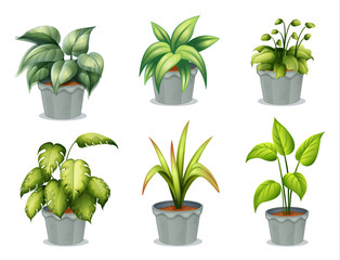 Wall Mural - six leafy plants with pot