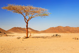 Idyllic desert scenery with single tree, Egypt