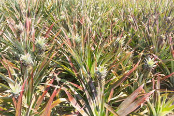 Wall Mural - Pineapple Plantation.