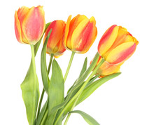 Beautiful Orange Tulips Isolated On White