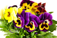 Beautiful Pansies Flowers Isolated On A White