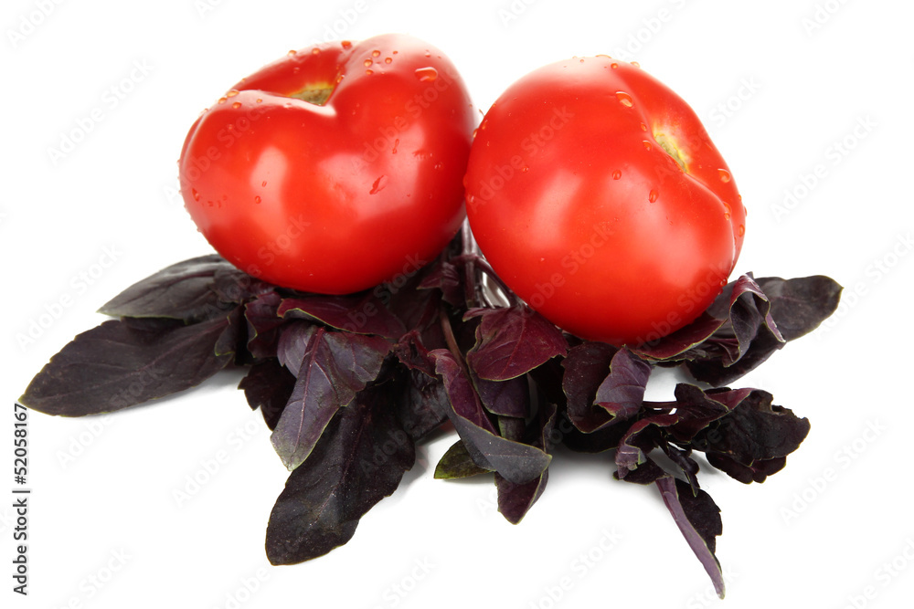 Fresh tomatoes and basil leaves isolated on white