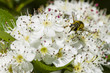 © alessandrozocc - Hoverfly on hawthorn flowers