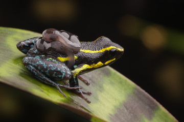 poison dart frog tadpoles