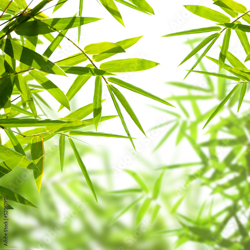 Fototapeta na wymiar bamboo leaves isolated on a white background