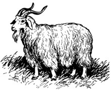 Angora Goat Standing On The Grass