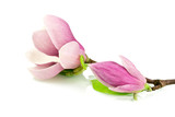 Fototapeta Kwiaty - Magnolie na białym tle