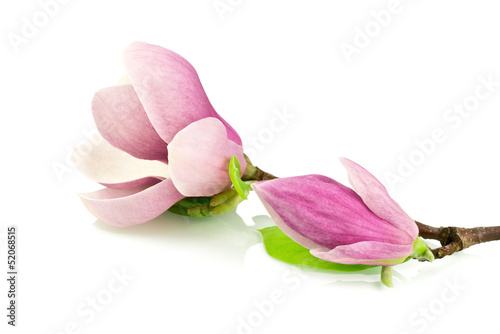 magnolie-na-bialym-tle