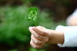 Four-Leaved Clover in a Child´s Hand