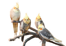 Group Of Cockatiels, Isolated On White