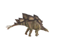 Stegosaurus Dinosaur Against White Background