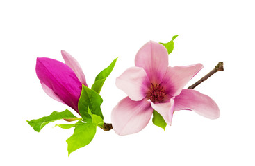 Wall Mural - magnolia