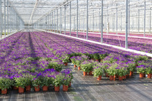 Purple Flowers In A Greenhouse