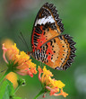 papillon de couleur