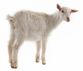 Wall Mural - a goat isolated on white background