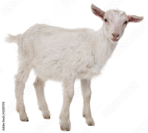 Cuadros en Lienzo a goat isolated on a white background