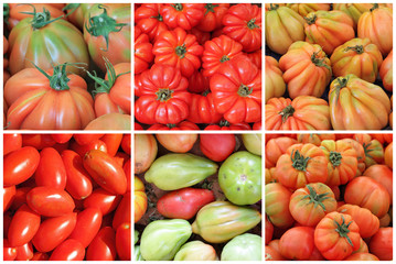 Wall Mural - collage with variety of tomatoes