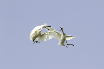 Common Spoonbills in air combat - Platalea leucorodia