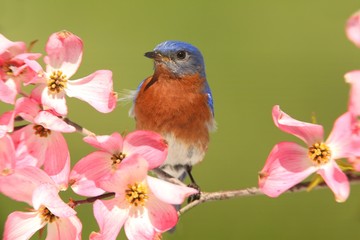 Bluebird with Dogwood flowers