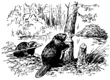 Eurasian Beavers At Work