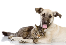 Cat And Dog Together. Isolated On A White Background 