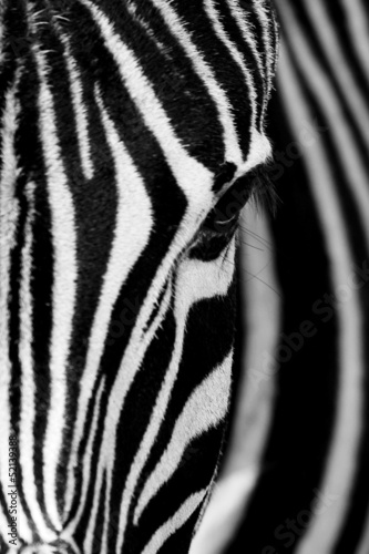 Naklejka na drzwi Face of the Zebra