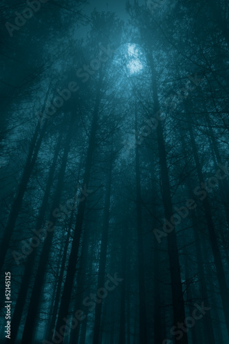 Fototapeta Foggy forest in a full moon night