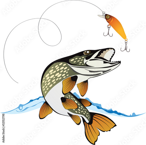 Fotografie, Obraz Pike and fishing lure with water splash isolated on a white back