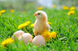 Beautiful little chicken on green grass