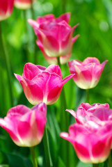 Poster - pink tulips in the garden