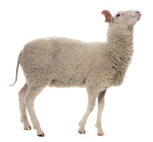 A Sheep Isolated On White Background