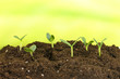 © Africa Studio - Green seedling growing from soil.on bright background