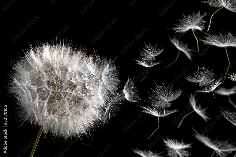 dandelion blowing seeds - obrazy, fototapety, plakaty 