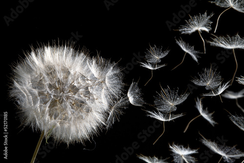 Plakat na zamówienie dandelion blowing seeds