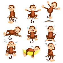 Monkey With Different Expression