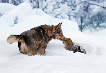 Wall Mural - Dog and cat playing in the snow