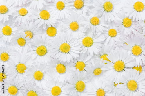daisy flowers texture - 52174679