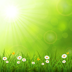 Wall Mural - summer background with grass