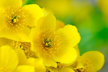 Wall Mural - Yellow Kingcup (Marsh Marigold) Flowers Macro