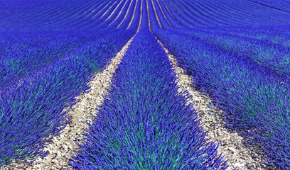 Wall Mural - Lavender flower blooming fields as pattern or texture. Provence,