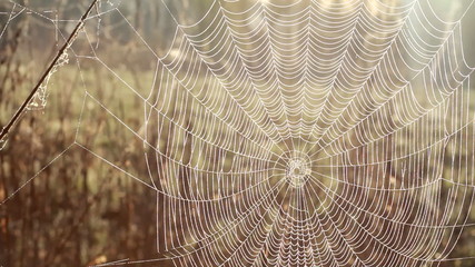 Spider net with water drops