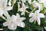 fiori di gelsomino