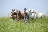 Fototapeta Konie - Batch of welsh ponnies running together on pasturage