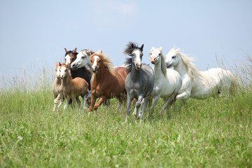 Fototapeta zwierzę kucyk ogier koń